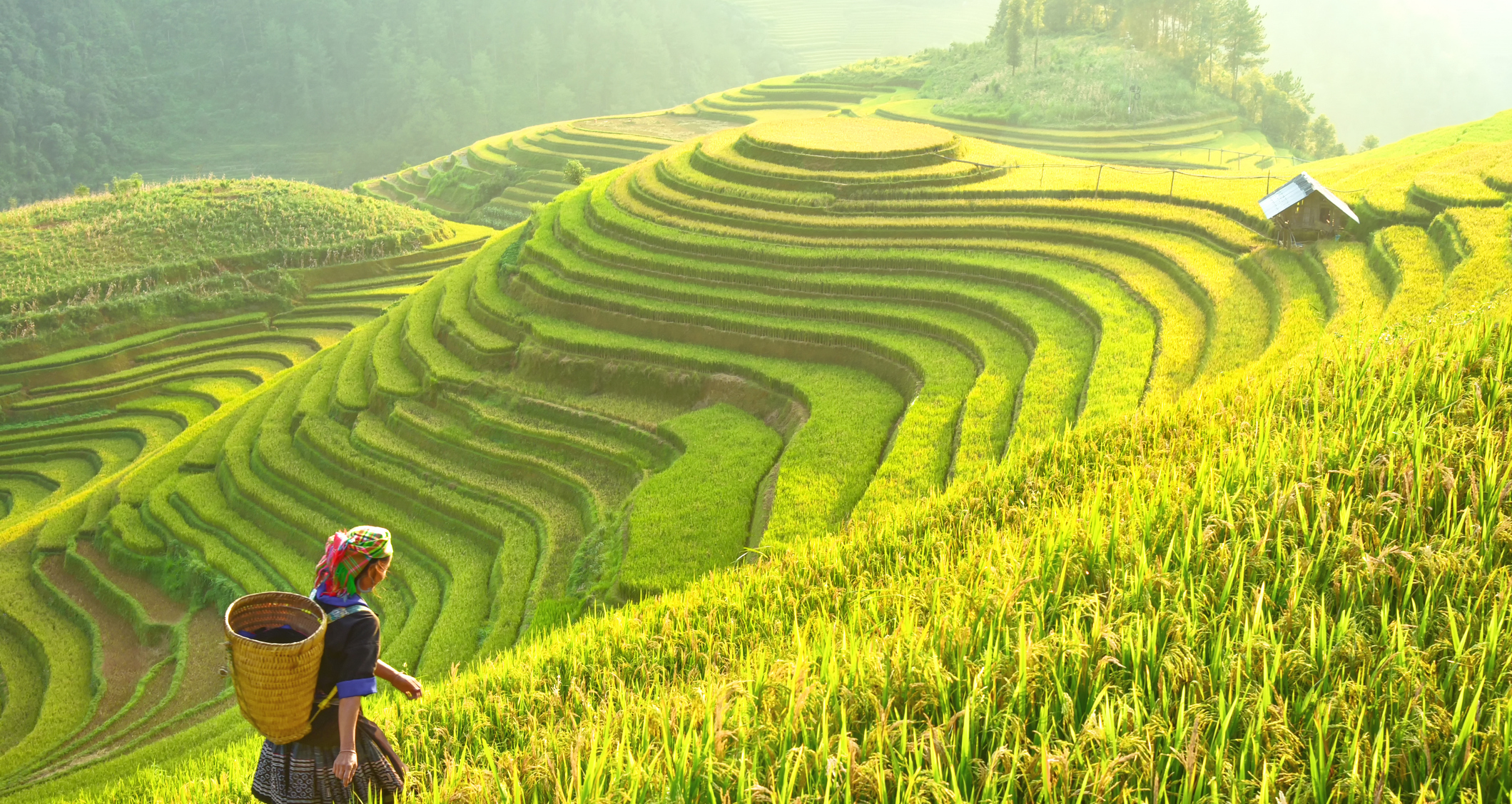Rice-fields-on-terraced-of-Mu-Cang-Chai_-YenBai_-Rice-fields-prepare-the-harvest-at-Northwest-Vietnam.Vietnam-landscapes.-694050758_2123x1417.jpeg